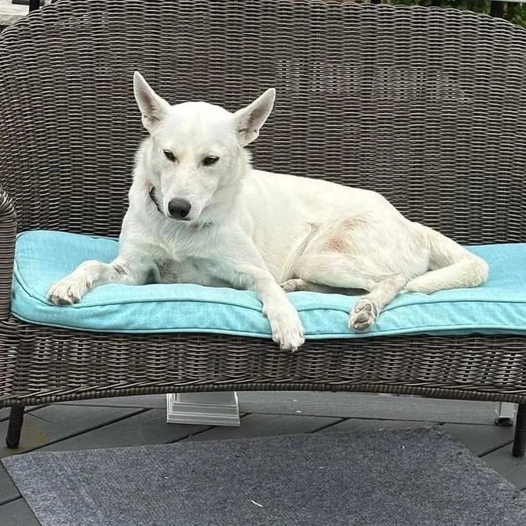 A young medium-sized male White / Cream White German Shepherd dog named Bolt for adoption in Hillsborough, NJ