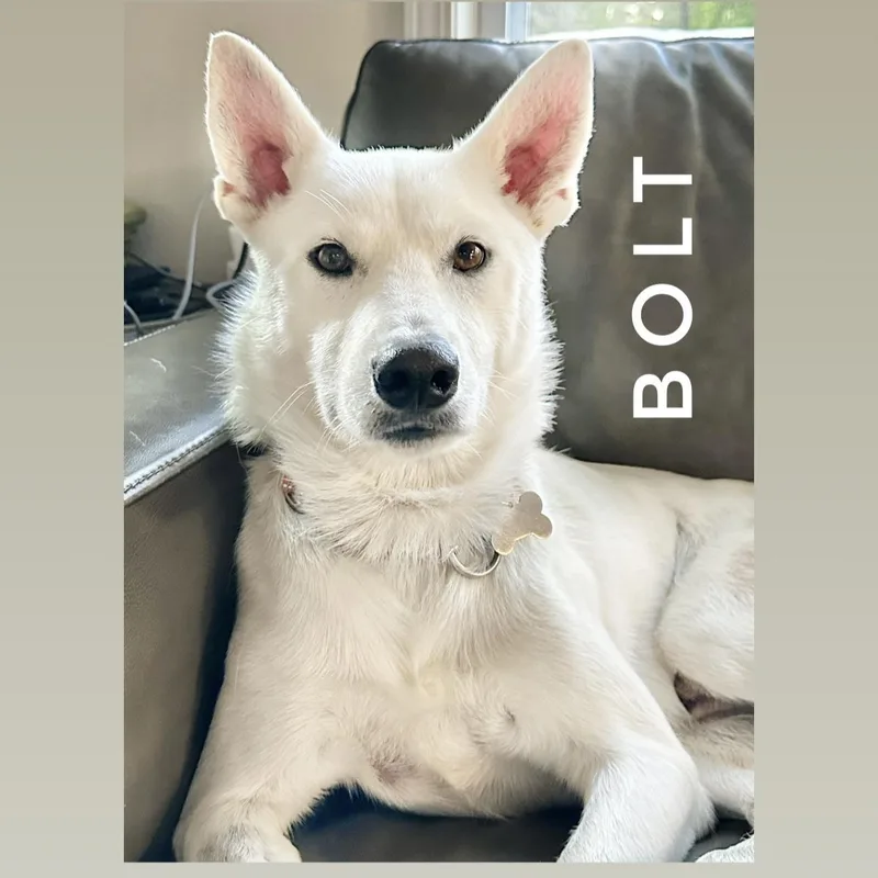 Bolt thumbnail 6