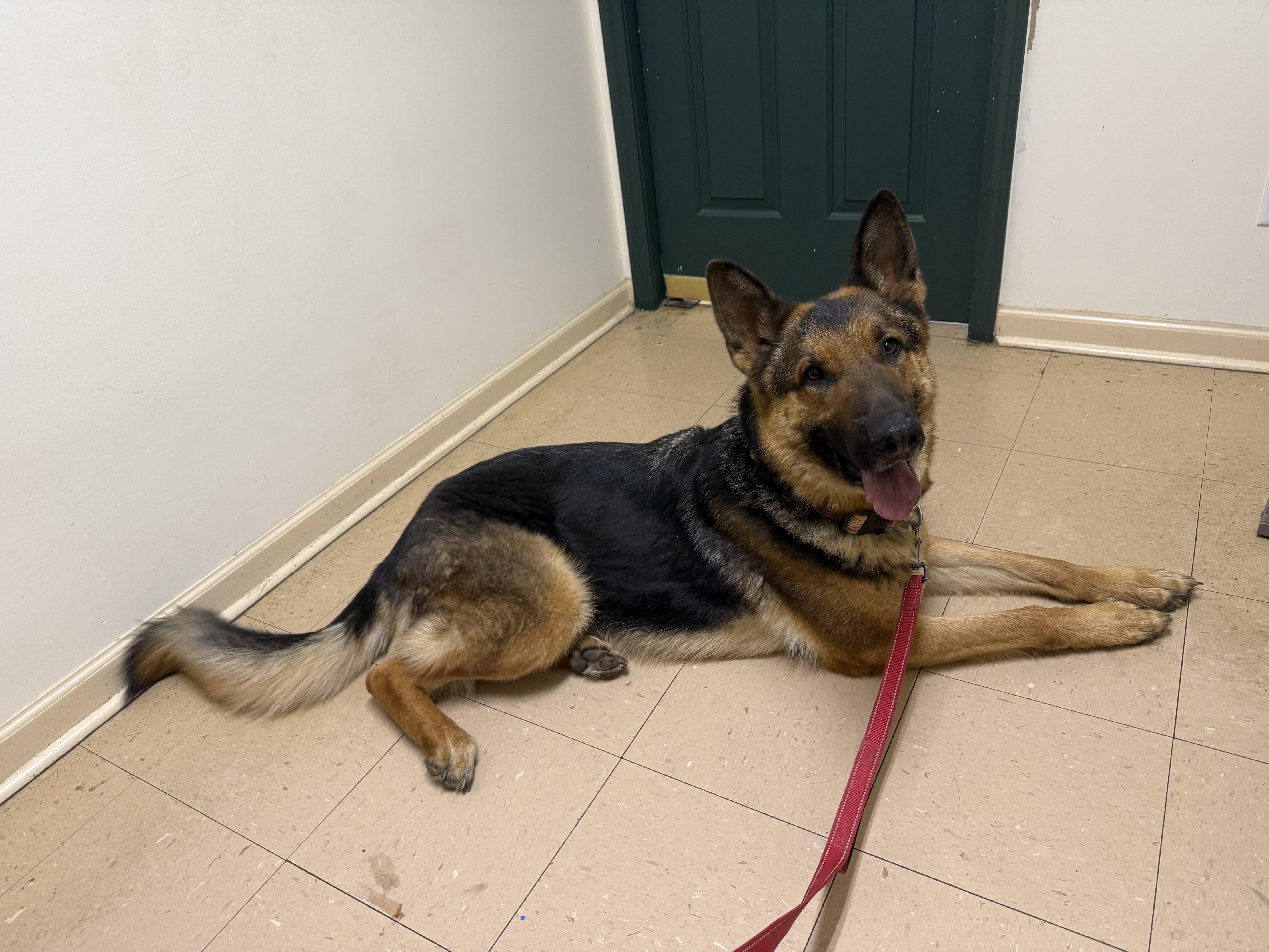 An adult large-sized male German Shepherd Dog dog named Hans for adoption in Waynesboro, TN
