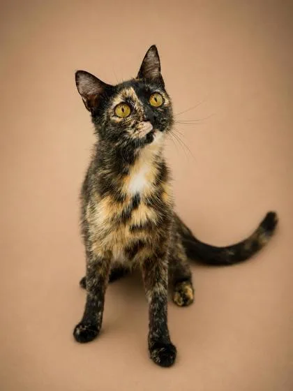 An adult small-sized female Domestic Short Hair cat named Sharon for adoption in Bowling Green, KY