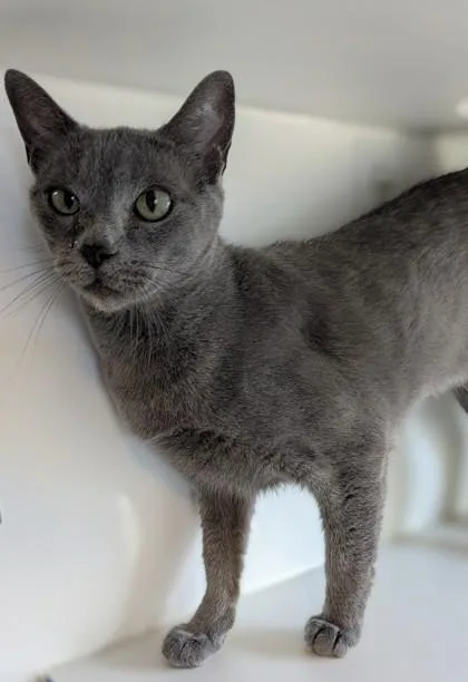 A senior small-sized female Domestic Short Hair cat named Diamond for adoption in Divide, CO