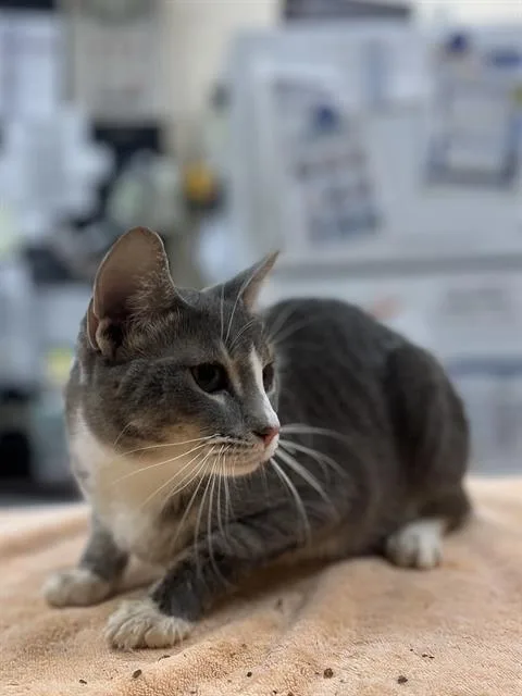 A young small-sized male Domestic Short Hair cat named Doakes for adoption in Aliquippa, PA