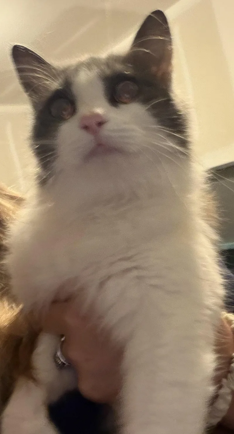 Lucy