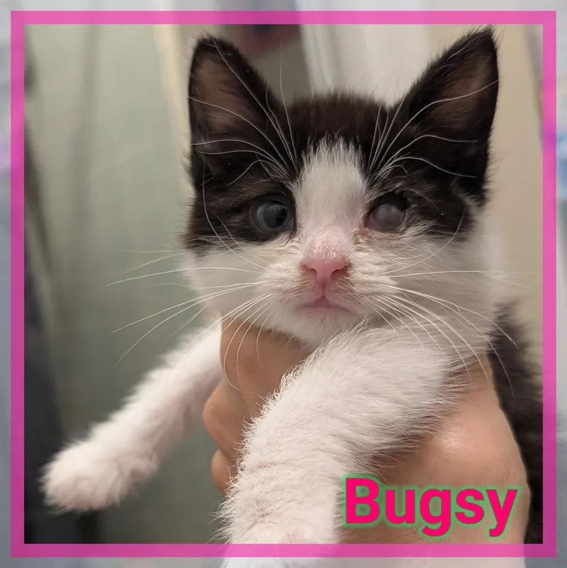 A baby medium-sized female Black & White / Tuxedo Domestic Short Hair cat named Bugsy for adoption in Great Mills, MD