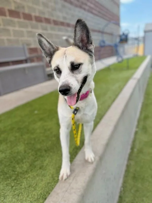 An adult medium-sized female Siberian Husky dog named Nebulara for adoption in Salt Lake City, UT