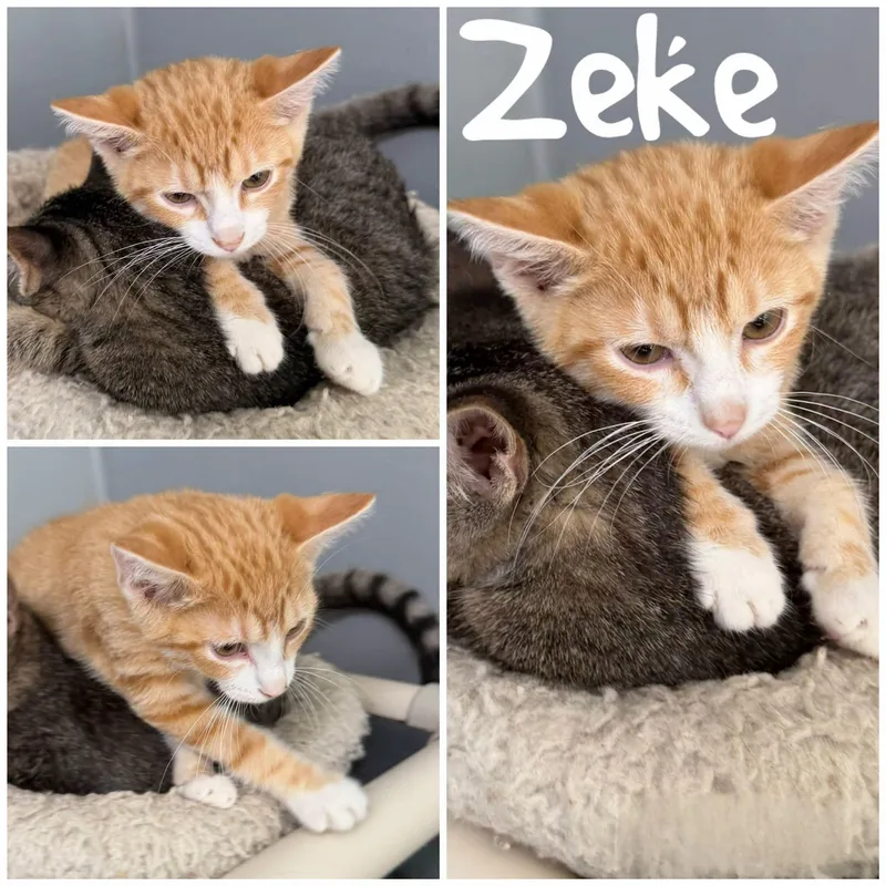 A young medium-sized male Tabby (Orange / Red) Domestic Short Hair cat named Zeke for adoption in Saint James, MO