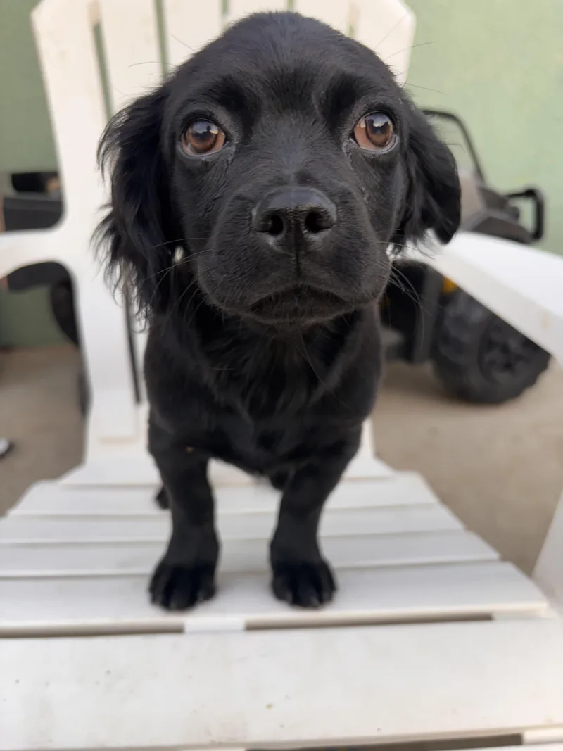 A baby small-sized female Cocker Spaniel dog named Brielle for adoption in Corona, CA