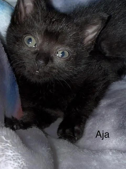 Aja