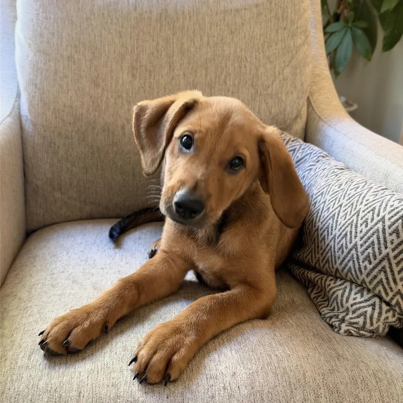 A baby medium-sized male Yellow / Tan / Blond / Fawn Coonhound dog named ALPHARETTA Mack for adoption in Blairsville, GA