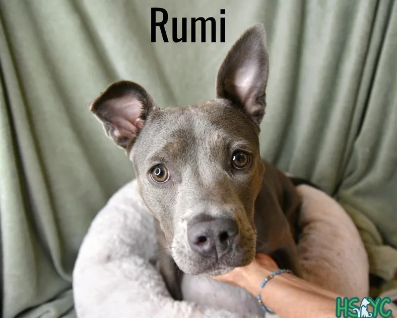 A baby medium-sized female Terrier dog named Rumi for adoption in Fort Mill, SC