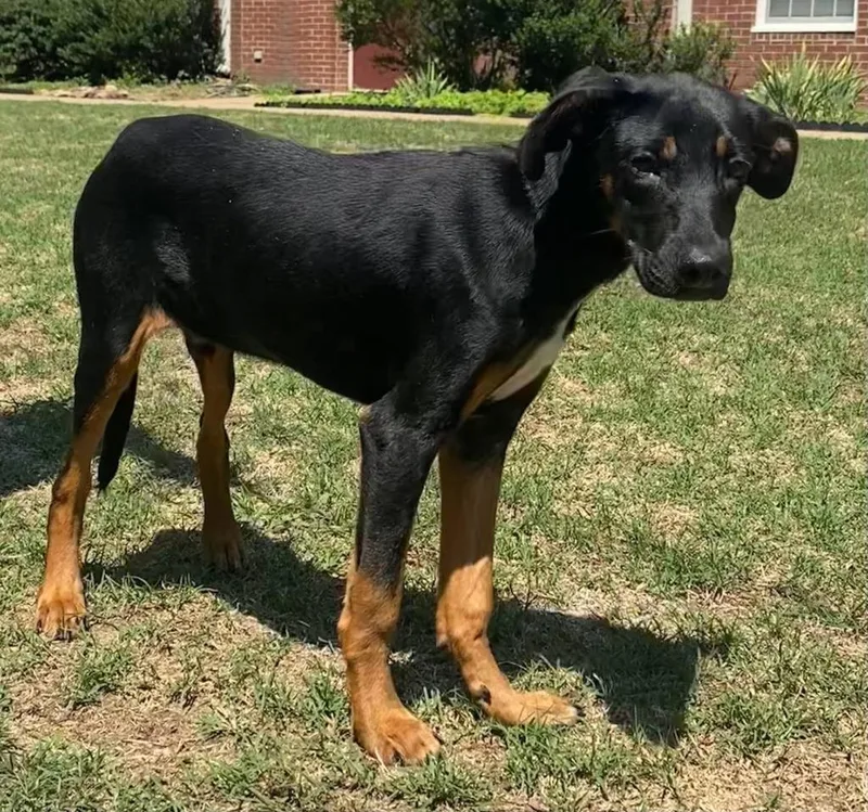 A young medium-sized male Shepherd dog named Sid for adoption in Little Rock, AR