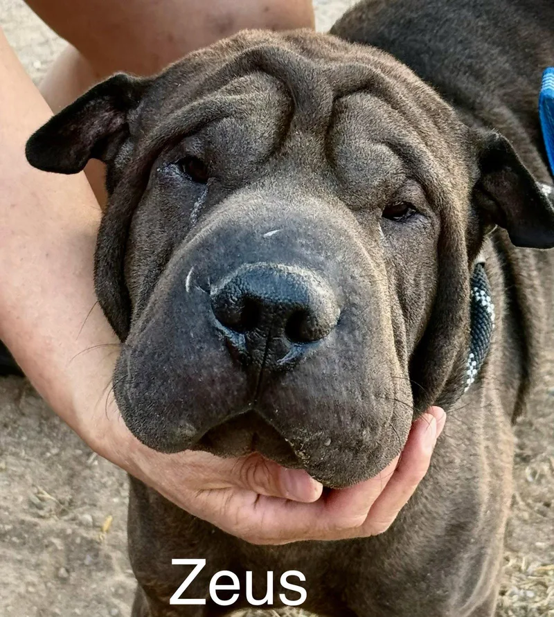 Zeus