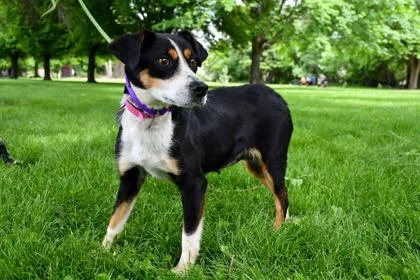 Puppycita