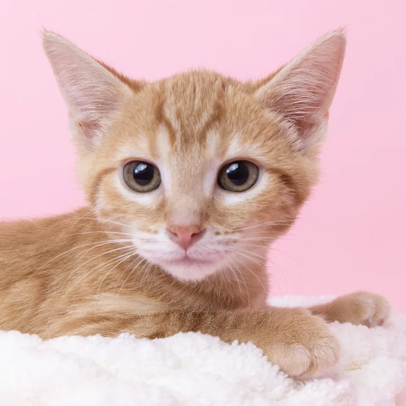 A baby small-sized male Orange / Red Domestic Short Hair cat named Declan for adoption in Franklin, TN