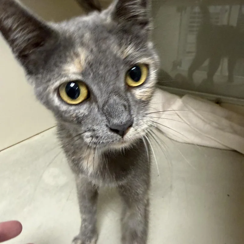 An adult medium-sized female Gray / Blue / Silver Domestic Short Hair cat named Laura for adoption in Ponca City, OK