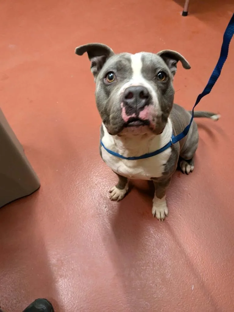 An adult medium-sized male Pit Bull Terrier dog named Bruce for adoption in Douglasville, GA
