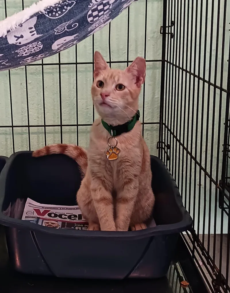 A baby medium-sized male Orange / Red Domestic Short Hair cat named Ringo for adoption in San Juan, PR