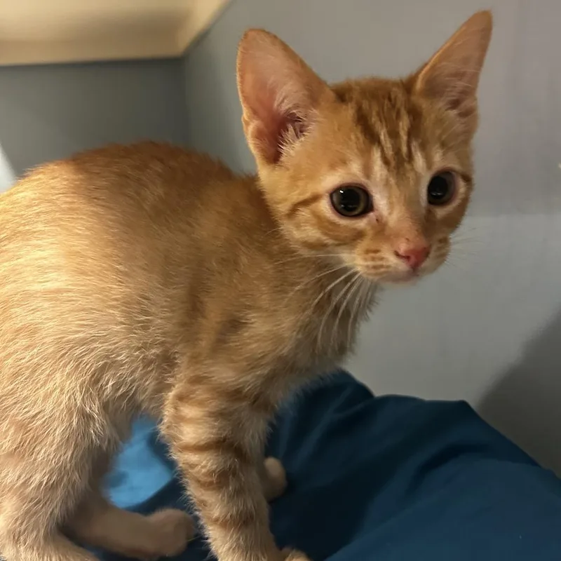 A baby small-sized male Orange / Red Domestic Short Hair cat named Anton for adoption in Chattanooga, TN