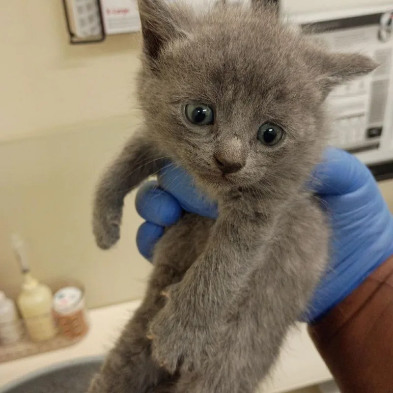 A baby small-sized female Gray / Blue / Silver Domestic Short Hair cat named Drita for adoption in Lynchburg, VA