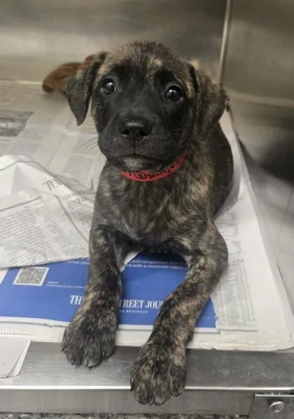 A baby small-sized female Pit Bull Terrier dog named Grainne for adoption in Westland, MI