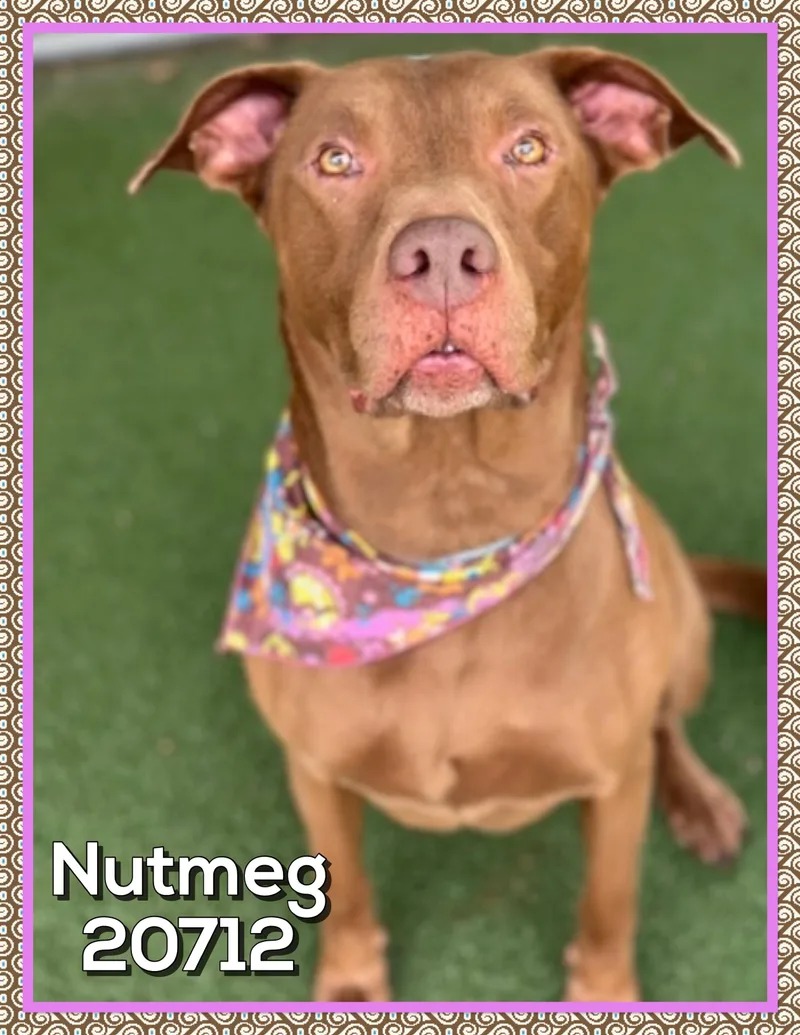 An adult large-sized female Brown / Chocolate Chocolate Labrador Retriever dog named Nutmeg for adoption in Marietta, GA