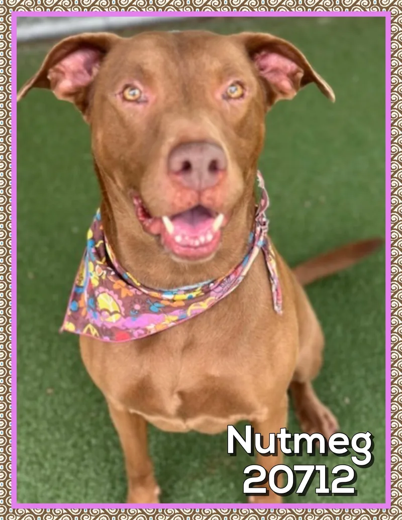 Nutmeg thumbnail 2