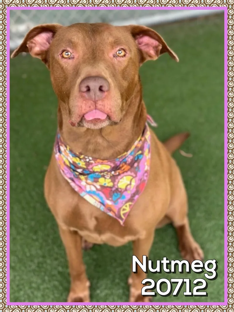 Nutmeg thumbnail 3