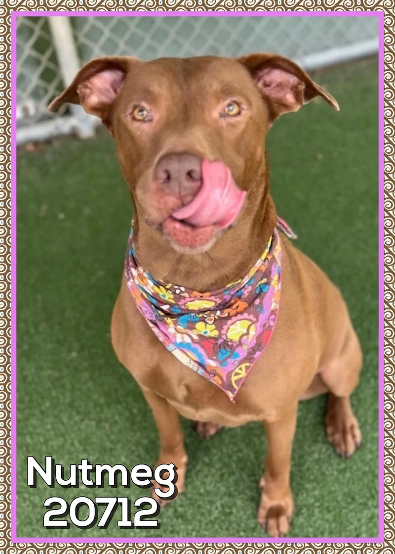 Nutmeg thumbnail 4