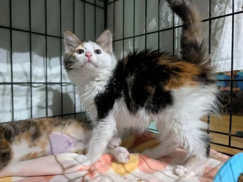 A baby small-sized female Domestic Long Hair cat named Marina for adoption in Gorham, ME
