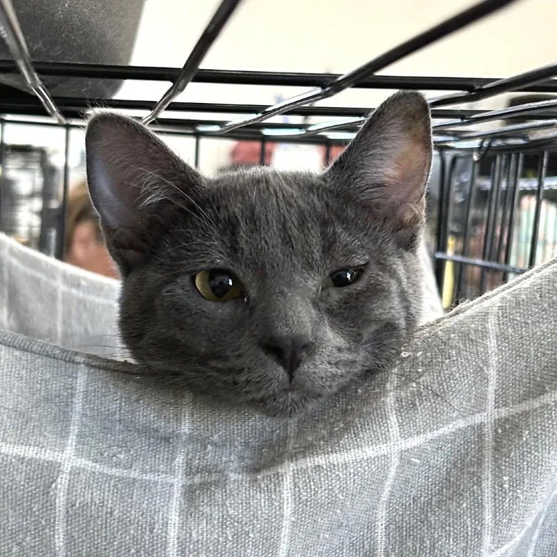 A baby medium-sized female Gray / Blue / Silver Domestic Short Hair cat named Pebbles for adoption in Blackfoot, ID