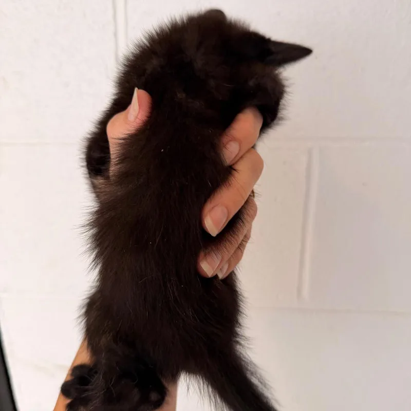 A baby small-sized female Tortoiseshell Domestic Short Hair cat named Soleil for adoption in Evensville, TN
