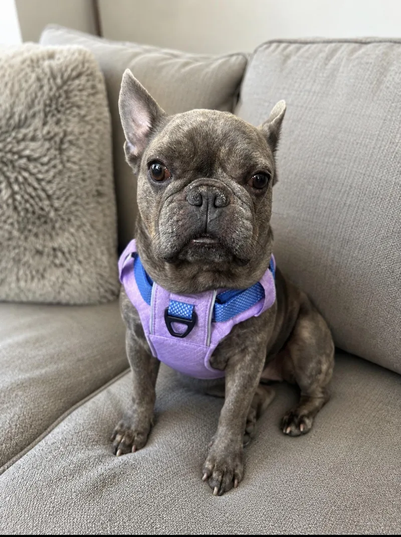 An adult small-sized female Gray / Blue / Silver French Bulldog dog named Isabel for adoption in Oceanside , CA