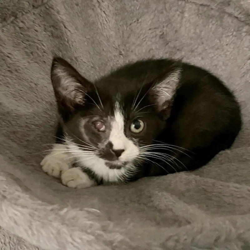 A baby small-sized female Black Domestic Short Hair cat named Alpha Tauri for adoption in Austin, TX