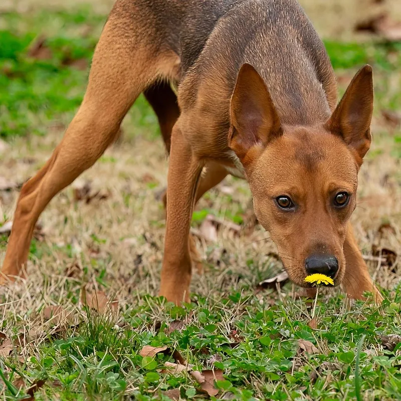 Mutt Damon thumbnail 3