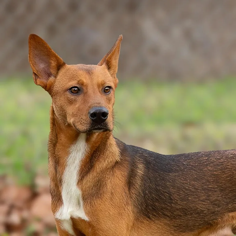 Mutt Damon thumbnail 4