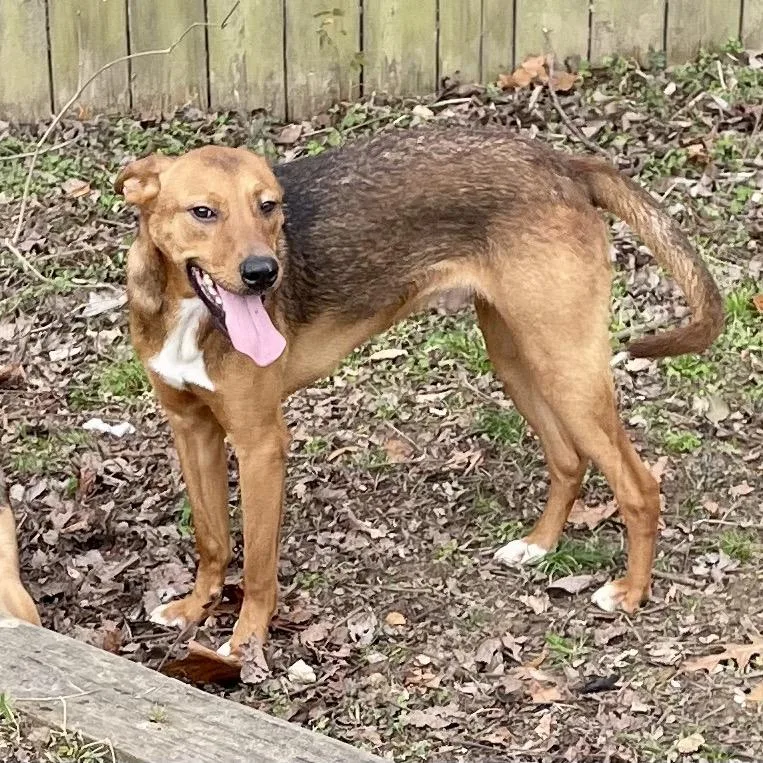 Mutt Damon thumbnail 5