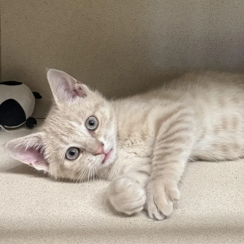 A baby medium-sized male Buff / Tan / Fawn Domestic Short Hair cat named Koi for adoption in Ulster, PA