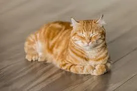 Testcat