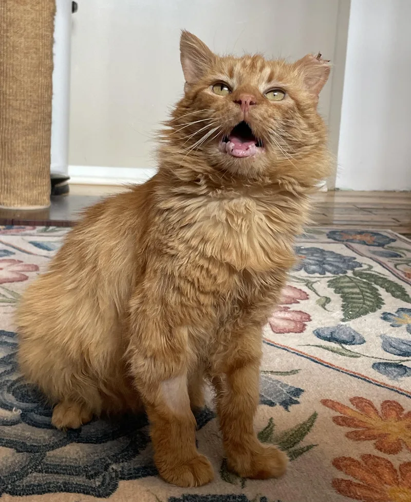 Starfish thumbnail 2