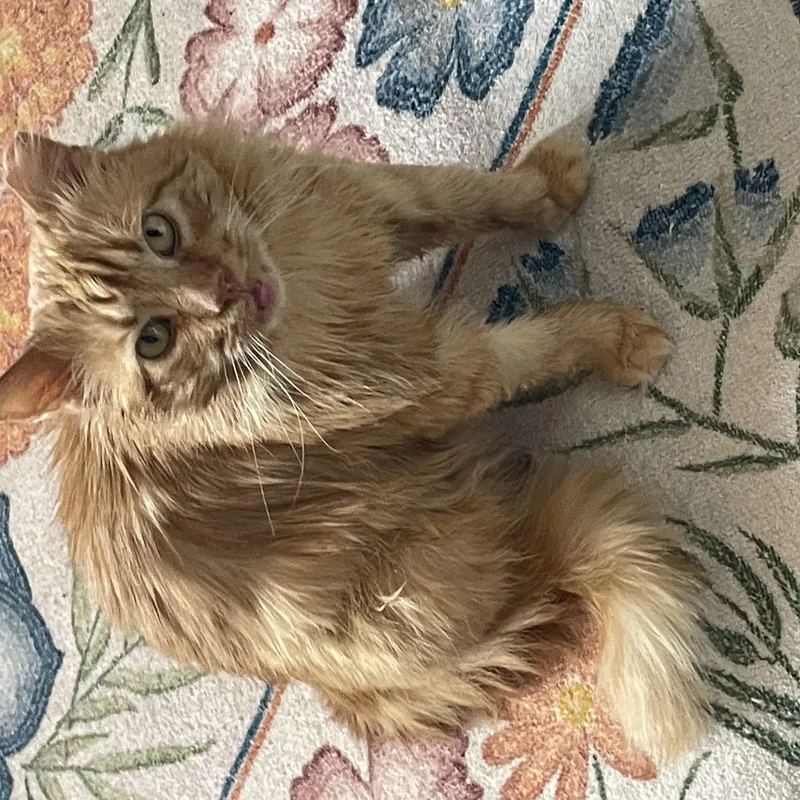 Starfish thumbnail 3