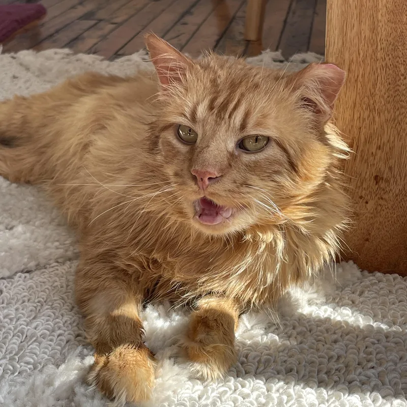 Starfish thumbnail 4