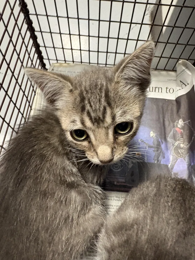 A baby small-sized female Domestic Short Hair cat named Sunia for adoption in Chatsworth, CA