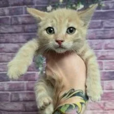 A baby small-sized male Buff / Tan / Fawn Domestic Short Hair cat named Grasshopper for adoption in Fort Collins, CO
