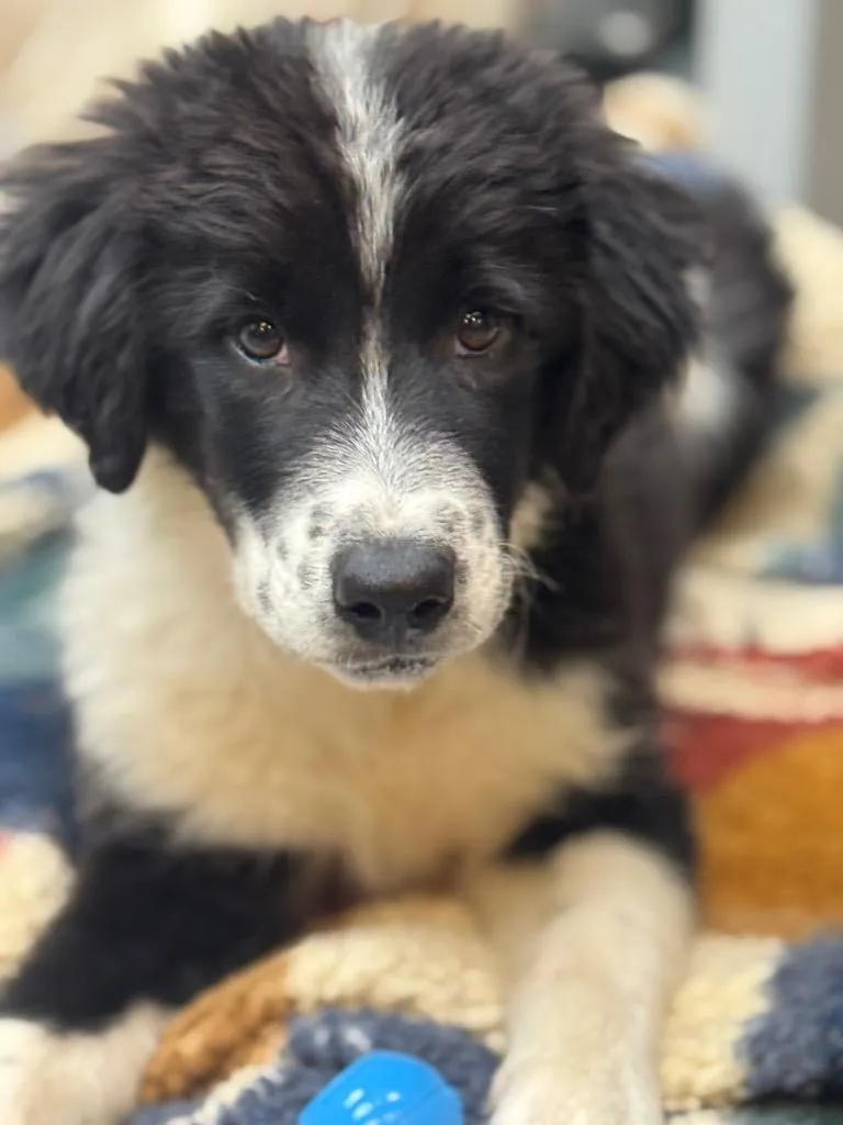 A baby medium-sized male Border Collie dog named Suku for adoption in Fort Lupton, CO