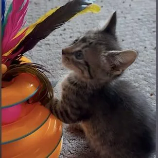 A baby small-sized male Domestic Short Hair cat named Froggy for adoption in Wheaton, IL