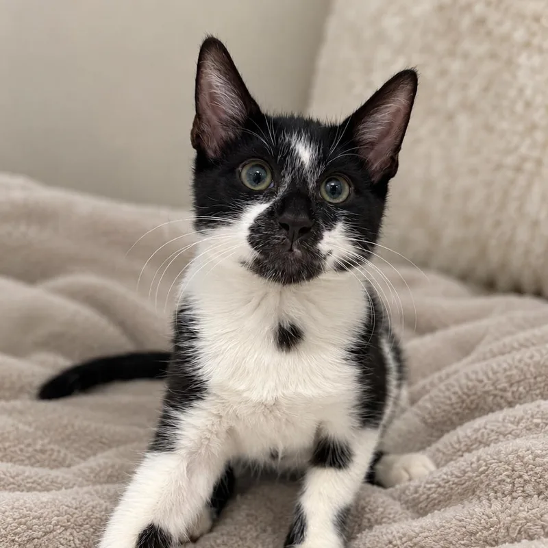 A baby small-sized male Black Domestic Short Hair cat named Dutton for adoption in Miami, FL