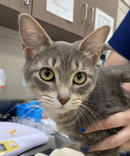 An adult medium-sized female Domestic Short Hair cat named Carina for adoption in Fishers, IN