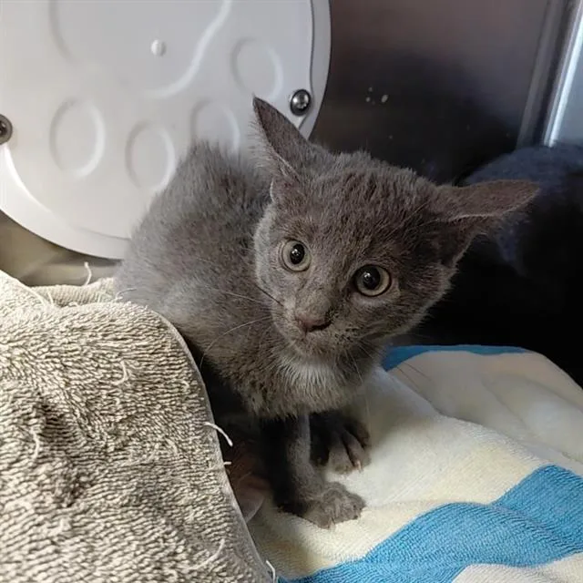 A young medium-sized female Domestic Short Hair cat named Outlook for adoption in Huntsville, AL