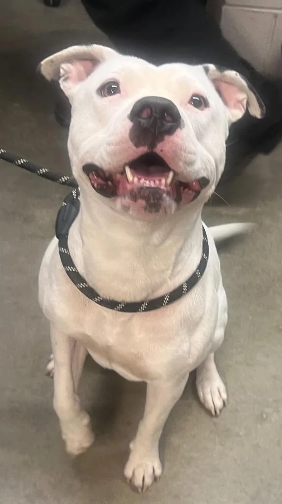 A young medium-sized male Mixed Breed dog named Pizza for adoption in Murray, KY