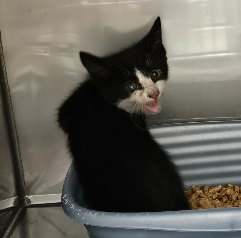 A baby medium-sized male Domestic Short Hair cat named Blabbo for adoption in Mocksville, NC